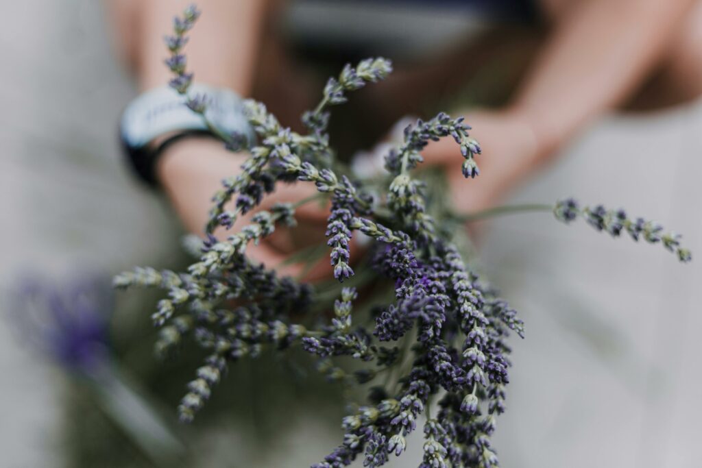 calming lavender bunch held in hands for relaxation