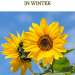 bright blue sky happy sunflowers