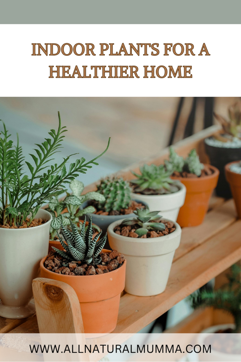 Indoor Plants: How They Boost Air Quality and Mood for a Healthier Home