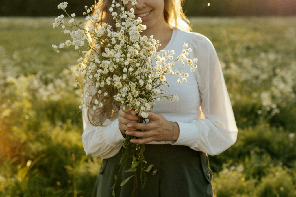 chamomile flowers lady field natural